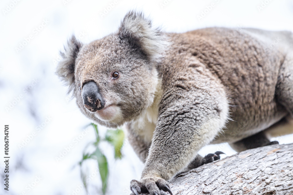 Obraz premium Koala Climbing a Tree in Its Natural Habitat