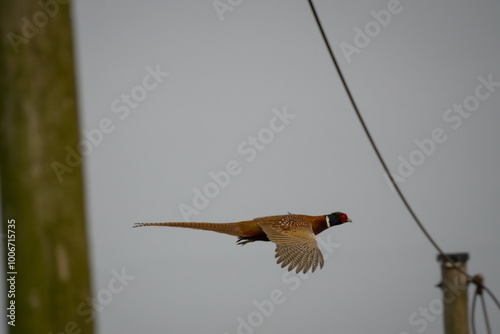 pheasant in flight #3