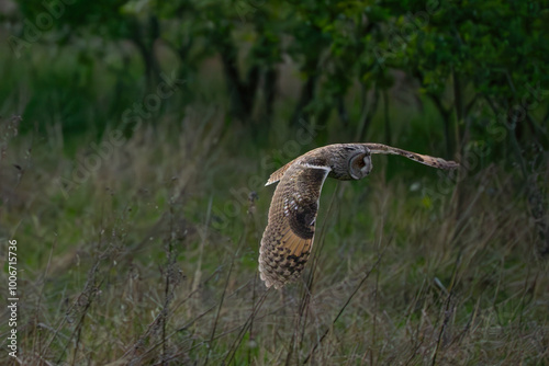 Long-eared owl evening hunt #9