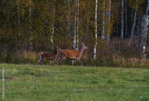 Kronhjort/Deer