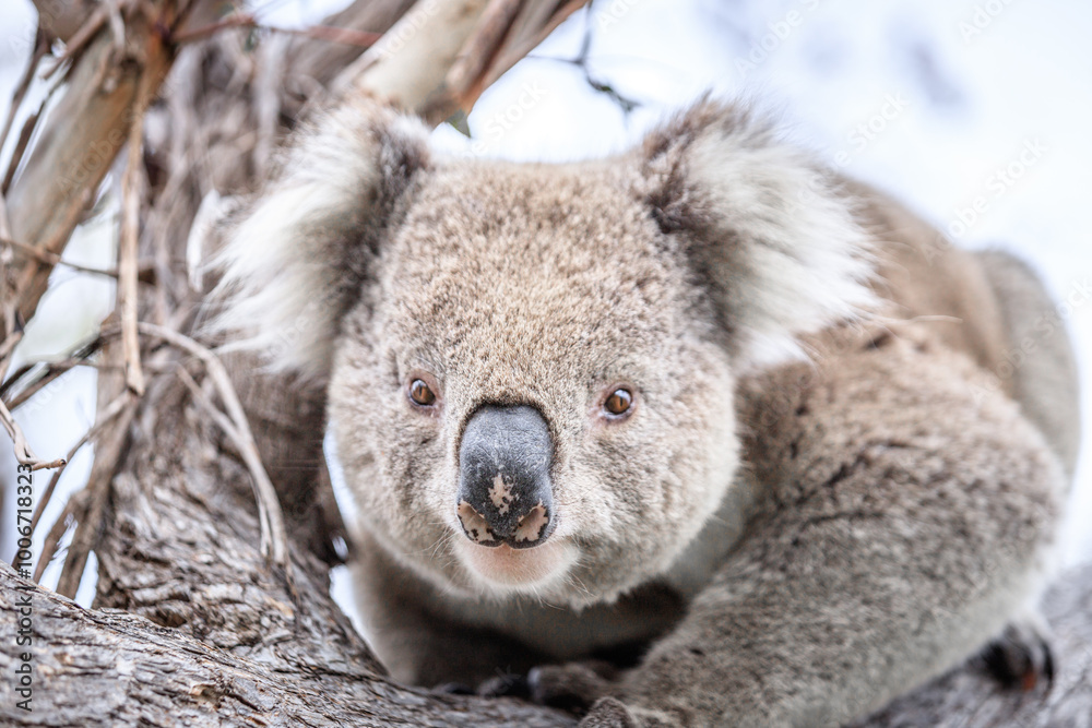 Obraz premium Curious Koala Peering from a Eucalyptus Tree, Raymond Island, Australia
