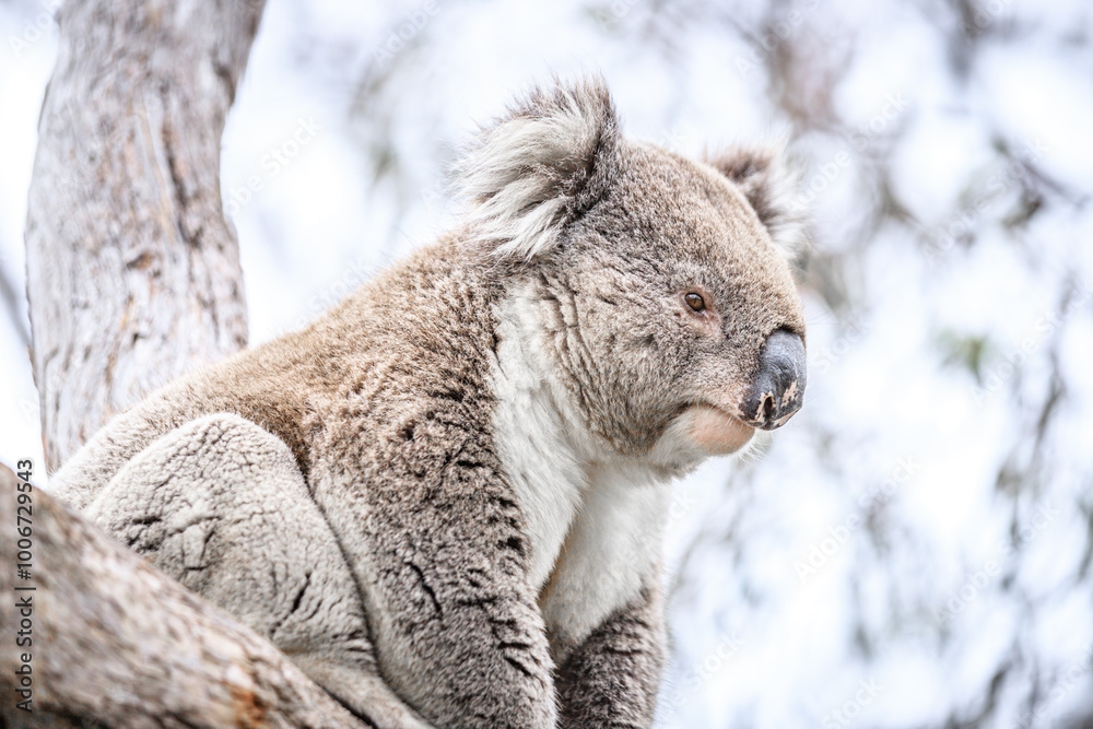 Naklejka premium Close-Up of a Koala Resting on Tree Trunk