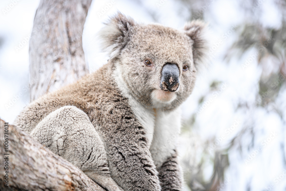 Obraz premium Close-Up of a Koala Resting on Tree Trunk
