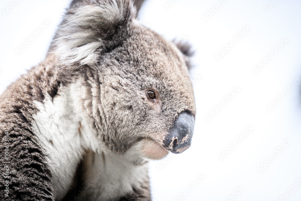 Close-Up Portrait of a Koala with Fluffy Ears and Brown Fur Close-Up Portrait of a Koala with Fluffy Ears and Brown Fur