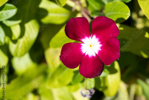 Beautiful blooming Pericuinkle flowers.