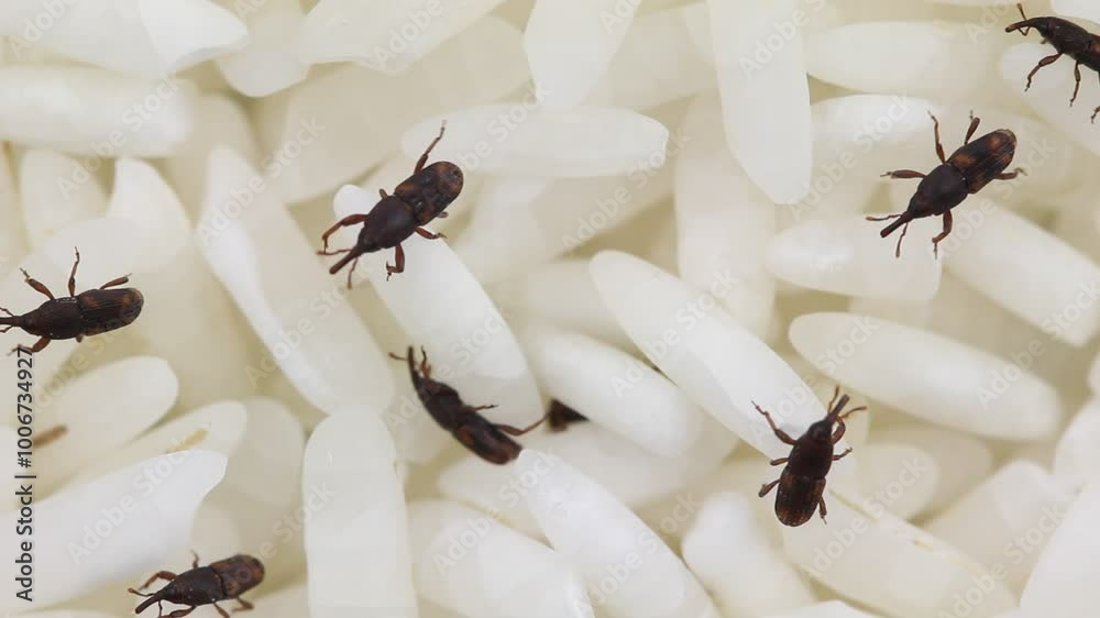 Rice weevils, Sitophilus oryzae. Beetles walking on rice grains, macro ...