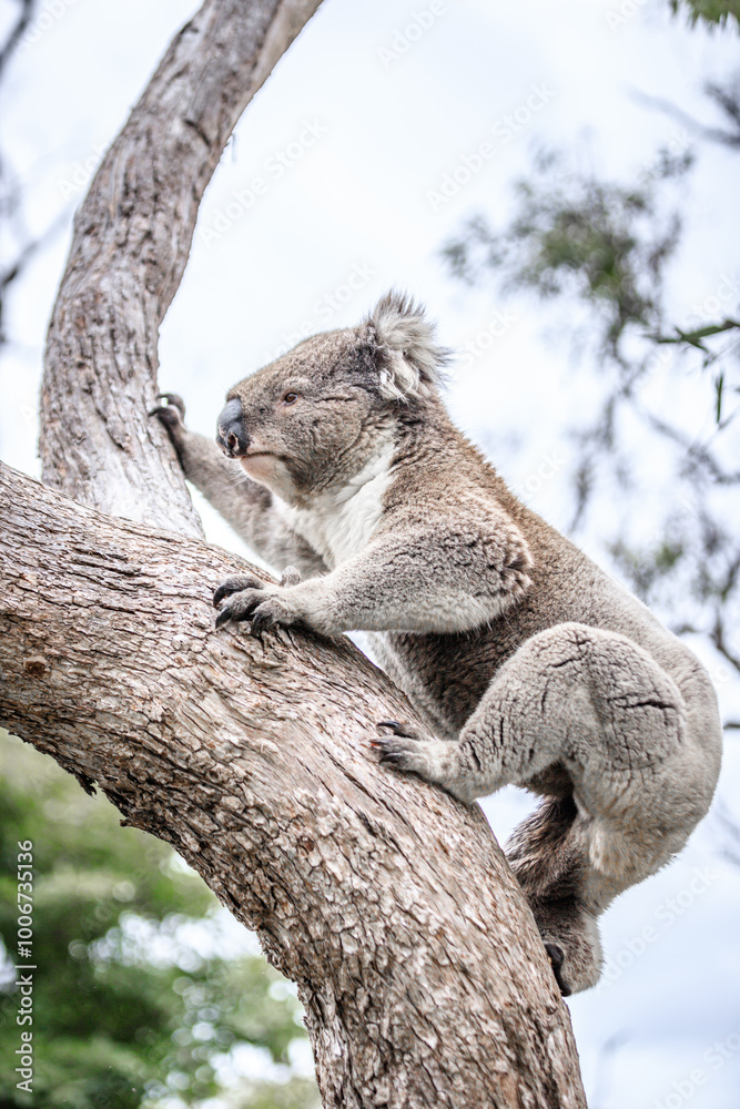 Fototapeta premium Koala Climbing a Tree in its Natural Australian Habitat, Raymond Island, Australia