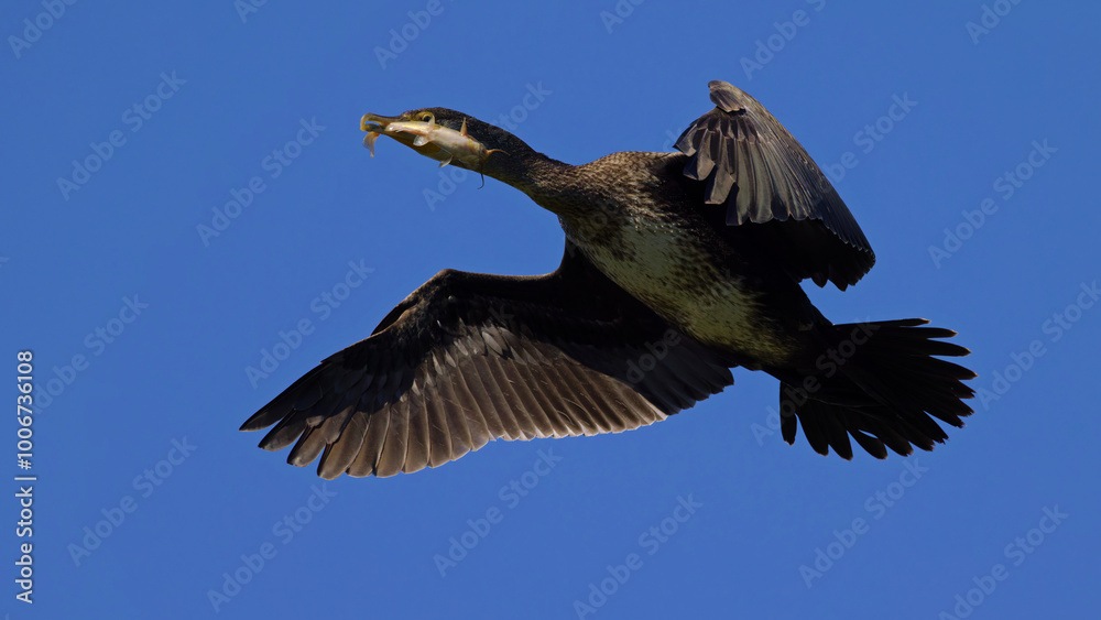 Fototapeta premium kormoran z rybą