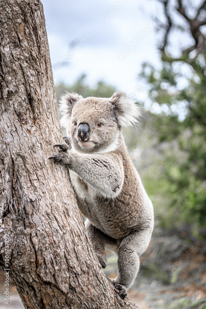 Koala Climbing a Tree in its Natural Australian Habitat, Raymond Island, Australia Koala Climbing a Tree in its Natural Australian Habitat, Raymond Island, Australia