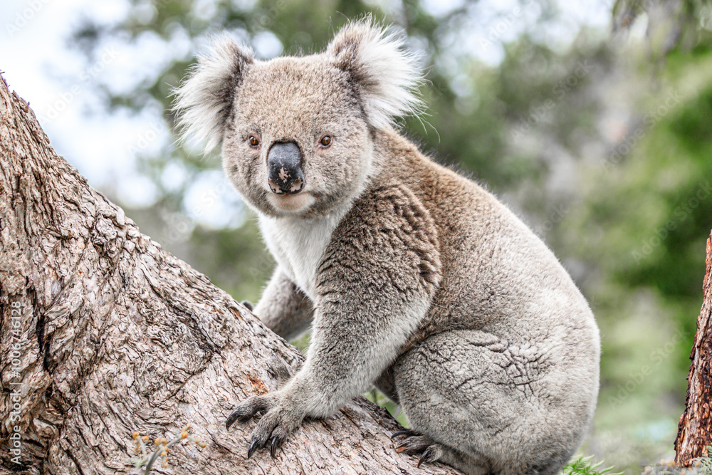 Adorable Wild Koala Sitting on a Tree Branch, Raymond Island, Australia Adorable Wild Koala Sitting on a Tree Branch, Raymond Island, Australia