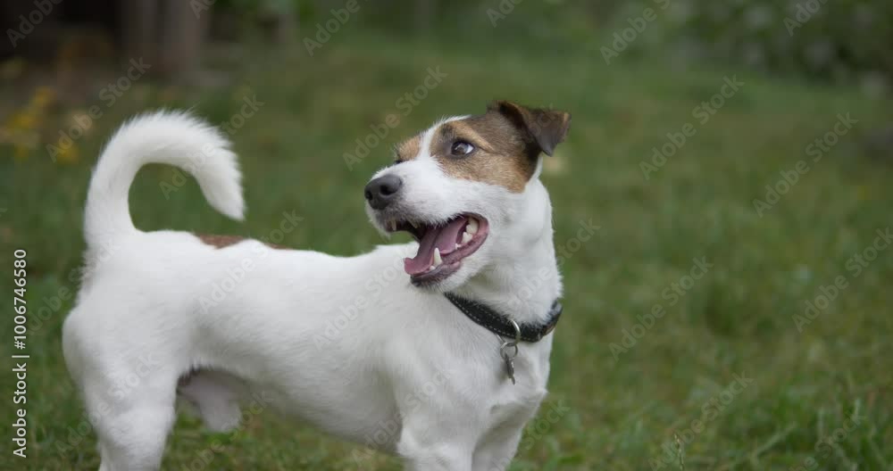 A dog of the Jack Russell breed on the background of a green lawn. A dog of the Jack Russell breed on the background of a green lawn.