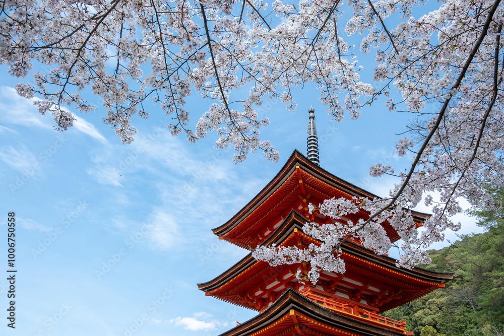 Sakura blossom season in Japan. Sanjunoto pagoda and blooming cherry trees, Kiyomizu deraTemple, Kyoto Sakura blossom season in Japan. Sanjunoto pagoda and blooming cherry trees, Kiyomizu deraTemple, Kyoto