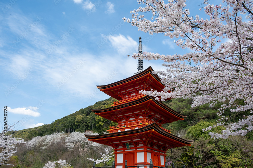 Sakura blossom season in Japan. Sanjunoto pagoda and blooming cherry trees, Kiyomizu deraTemple, Kyoto Sakura blossom season in Japan. Sanjunoto pagoda and blooming cherry trees, Kiyomizu deraTemple, Kyoto