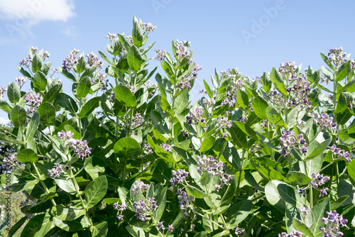 The Akund Calotrope flowers. photo