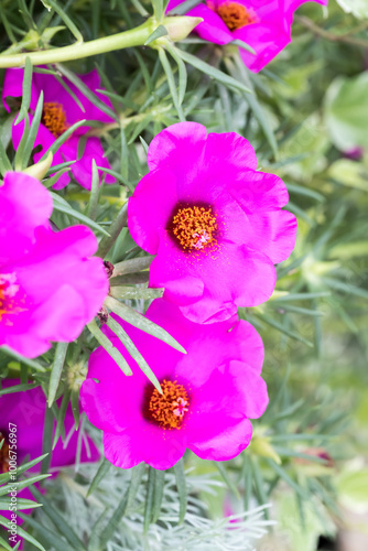 Beautiful Moss Rose flowers. photo