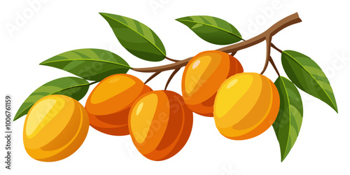 branch with mango - Vector illustration of  mango isolated on white, mango vector art
