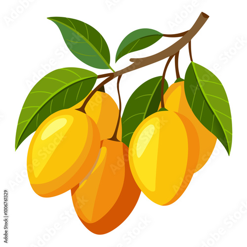 branch with mango - Vector illustration of  mango isolated on white, mango vector art