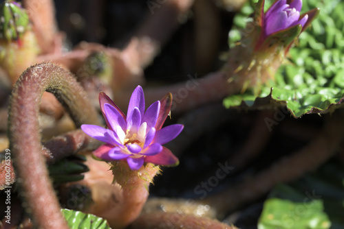 オニバスの浮水葉と紫色の花