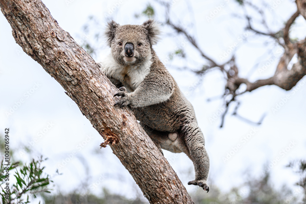 Koala Climbing a Tree in its Natural Australian Habitat, Raymond Island, Australia Koala Climbing a Tree in its Natural Australian Habitat, Raymond Island, Australia
