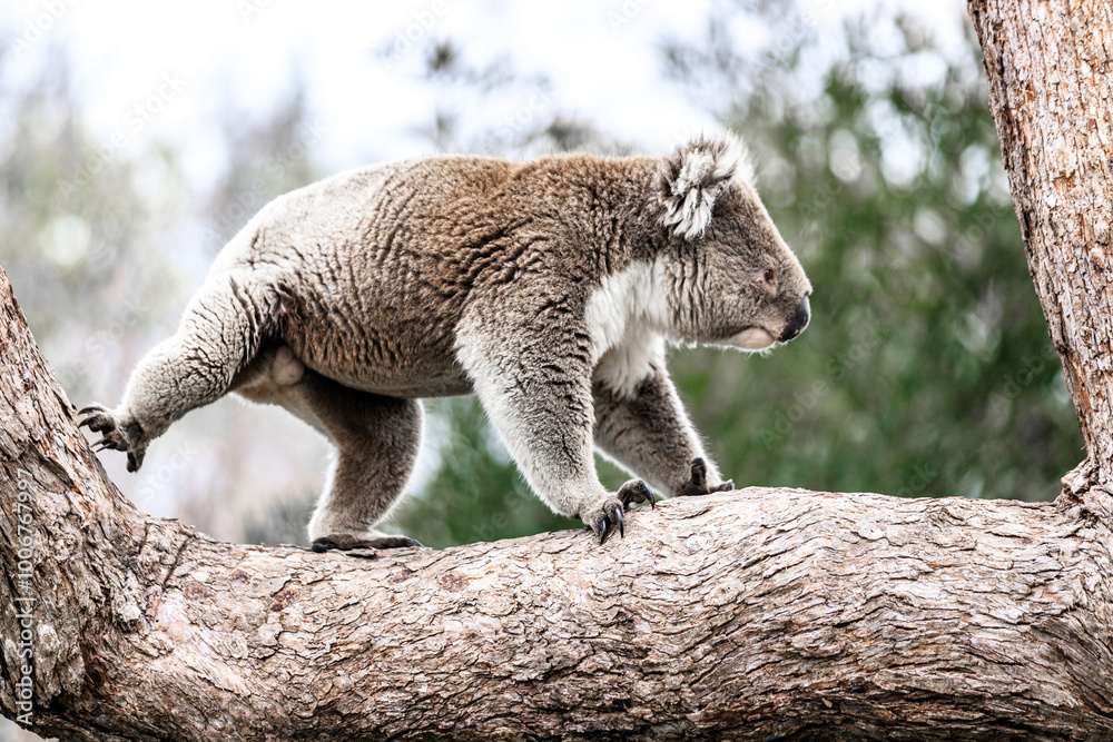 Koala Climbing on Tree Branch in the Wild, Raymond Island, Australia