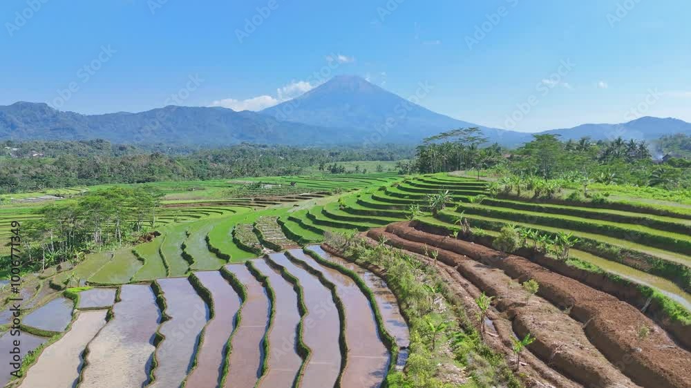 Rice fields with mount Sumbing on the background in Kajoran village, Magelang, Central Java, Indonesia Rice fields with mount Sumbing on the background in Kajoran village, Magelang, Central Java, Indonesia