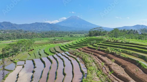 Rice fields with mount Sumbing on the background in Kajoran village, Magelang, Central Java, Indonesia photo