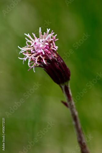 Alpen-Brandlattich // Alpine coltsfoot, purple colt's-foot (Homogyne alpina) - Orjen-Gebirge, Montenegro
