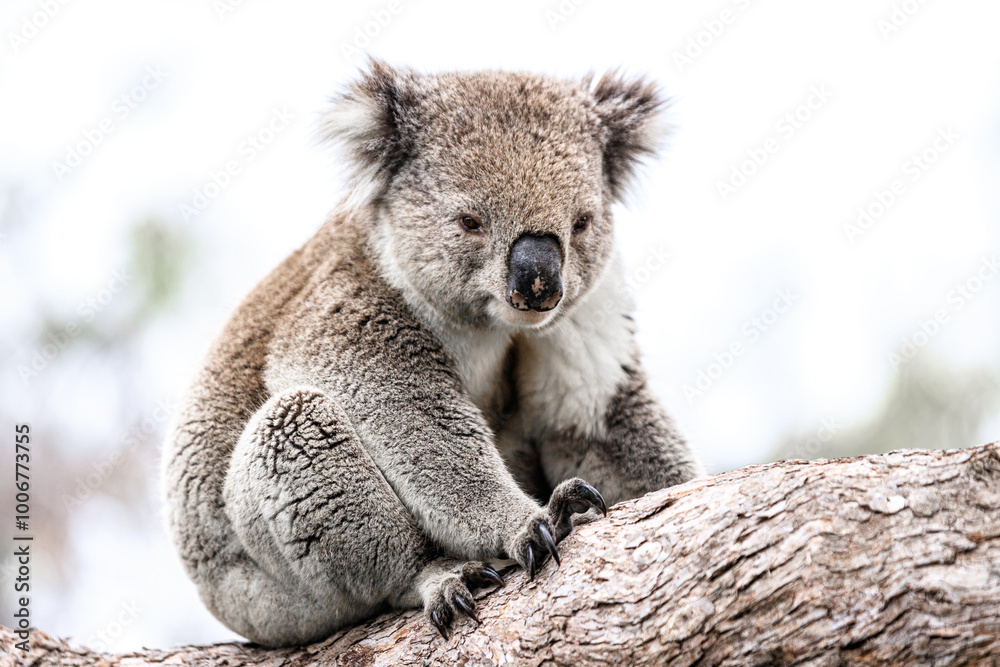 Adorable Wild Koala Sitting on a Tree Branch, Raymond Island, Australia Adorable Wild Koala Sitting on a Tree Branch, Raymond Island, Australia