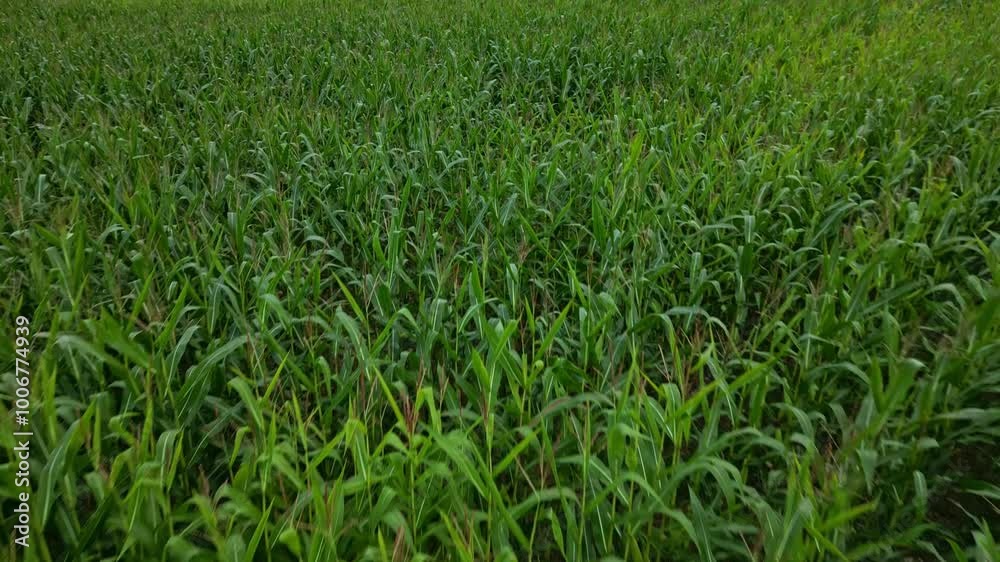 Forward aerial movement above the green and dense cornfields at midday, France. Forward aerial movement above the green and dense cornfields at midday, France.