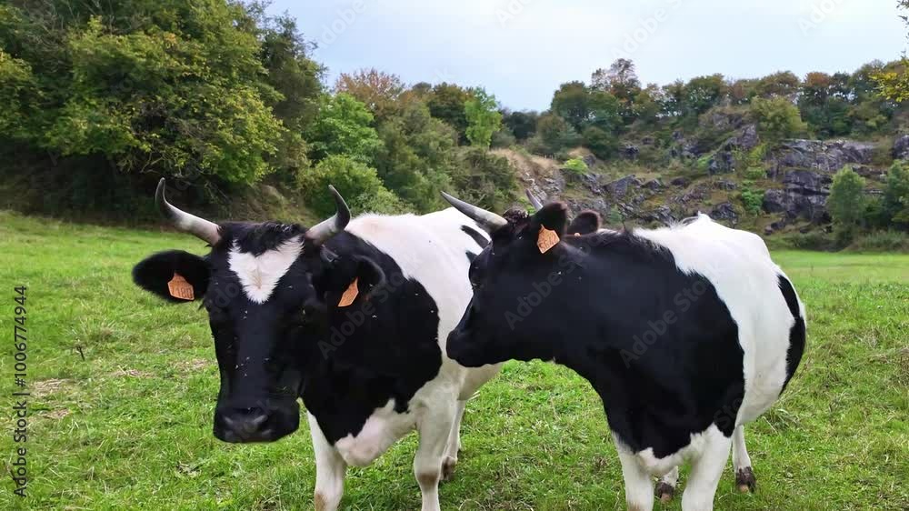 Close-up view from two interested cows in a grassy countryside green field, France Close-up view from two interested cows in a grassy countryside green field, France