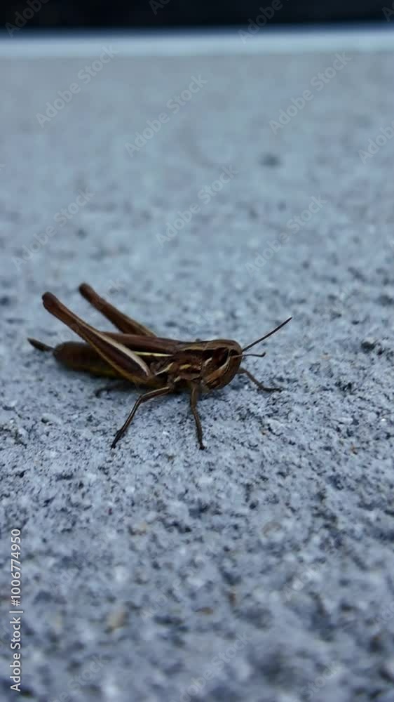Close-up view of a huge grasshopper on public road in vertical perspective, France. Close-up view of a huge grasshopper on public road in vertical perspective, France.