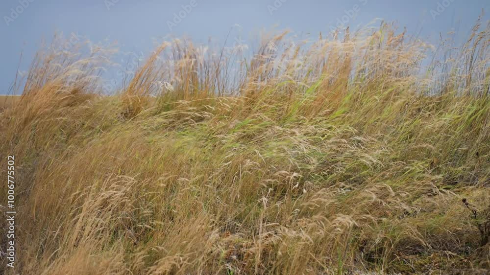 Tall golden grass on the sandy dunes gently sways in the wind, capturing a peaceful moment under the wide blue sky. Tall golden grass on the sandy dunes gently sways in the wind, capturing a peaceful moment under the wide blue sky.