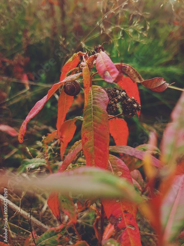 Red autumn leaves in the forest. Fall nature in September and October. Rainy weather outdoors.