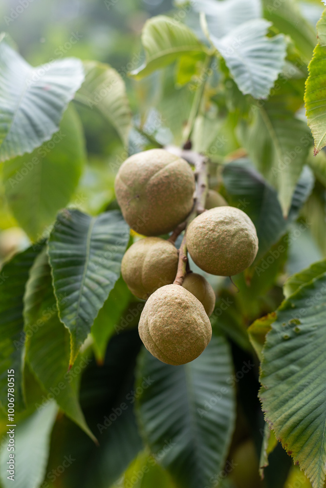 Aesculus flava Fruits on the tree. Green leaves. Bitter chestnut parviflora Koehnei leaf plant