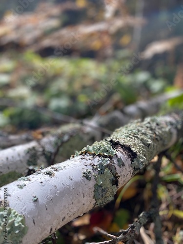 Moss on birch tree in the forest