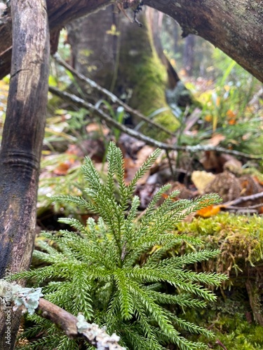 Moss on fallen tree on the forest floor in northern Minnesota in Autumn