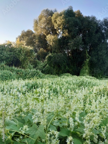 Ecballium flowering plants on the river shore of Klyazma river. Wild eastern European nature and ecosystem 