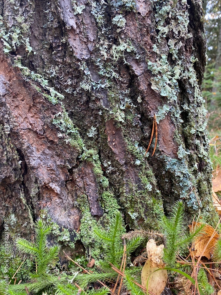 Moss on tree in Minnesota Autumn Moss on tree in Minnesota Autumn