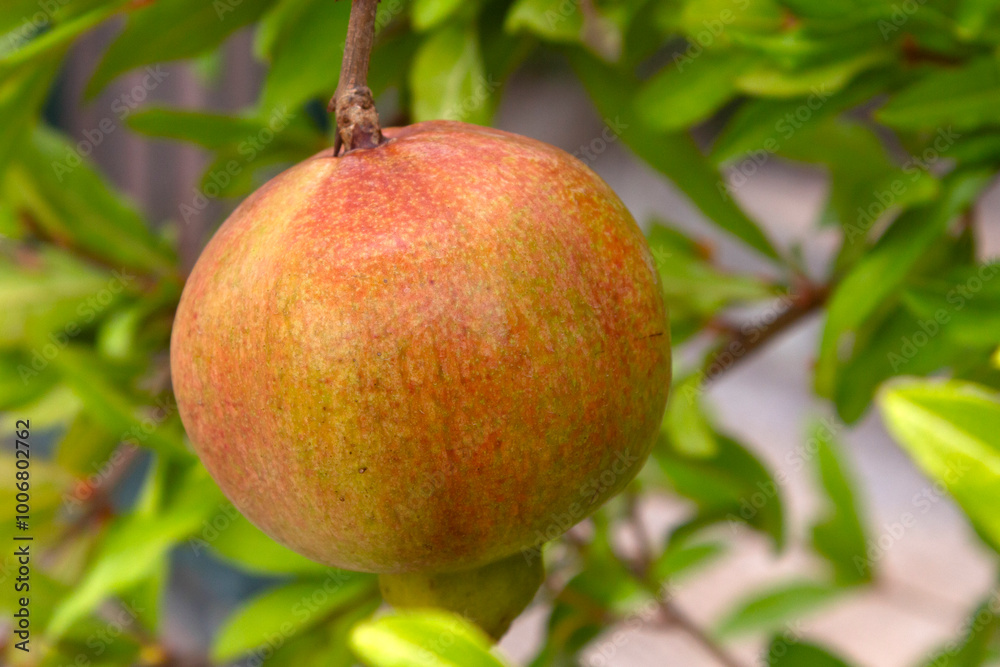 close up of Pomegranate fruit ( Punica granatum) on tree brance. Sunny day. selective focus close up of Pomegranate fruit ( Punica granatum) on tree brance. Sunny day. selective focus