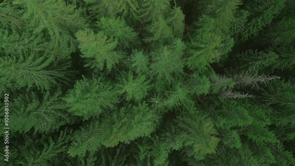 Green pine tree coniferous forest aerial top down view. Dramatic nature background. Travel destination. Beautiful wild landscape. Summer vacation, outdoor tourism. Cinematic drone 4k shot