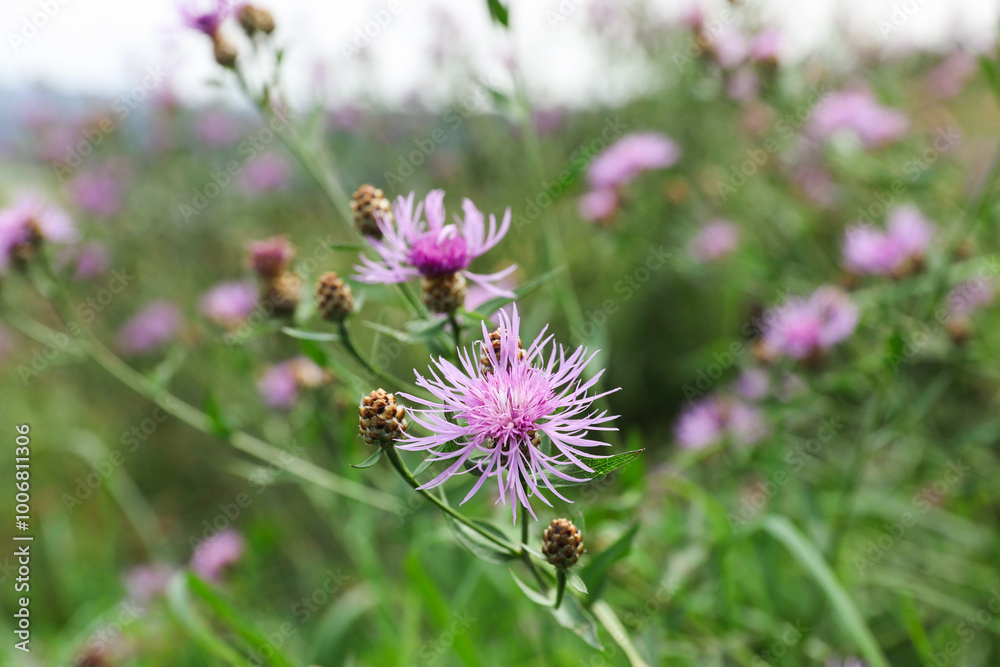 Many beautiful plants with flowers growing outdoors Many beautiful plants with flowers growing outdoors