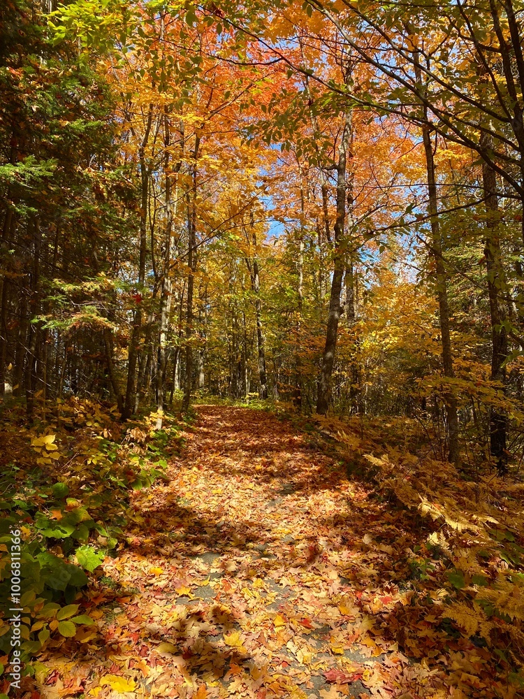 Fall forest landscape in northern Minnesota Fall forest landscape in northern Minnesota