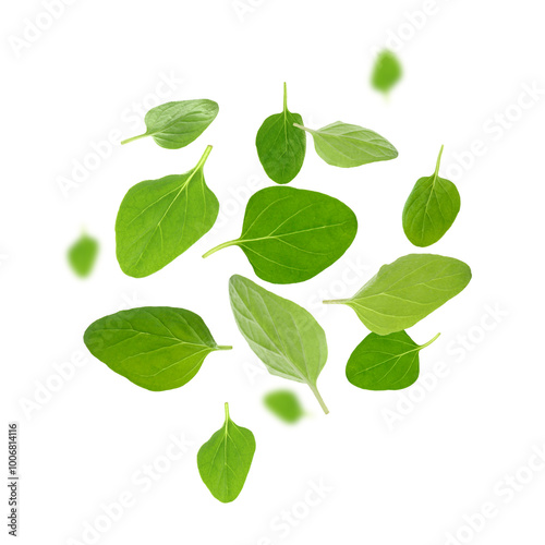 Fresh oregano leaves in air on white background