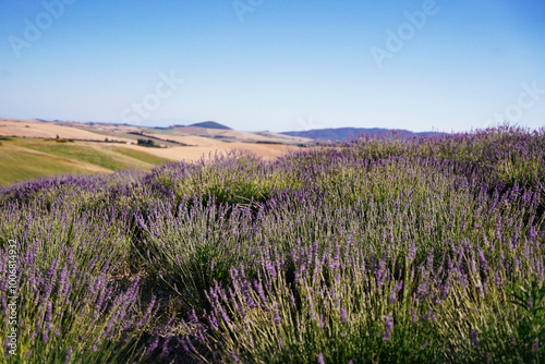 campo di lavanda