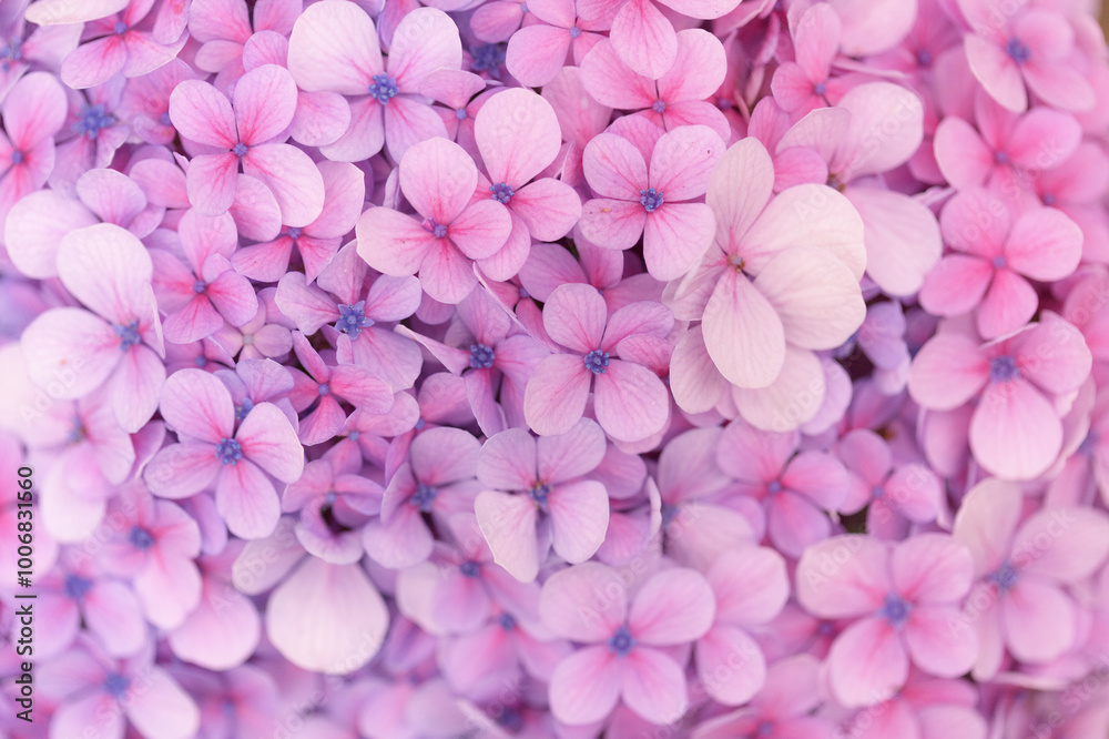 Obraz premium natural macro floral background with Hydrangea macrophylla, French hydrangea