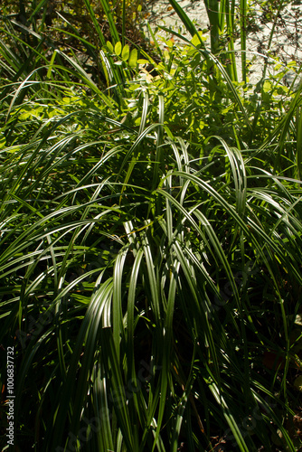 Green sedge grass on shore of a river