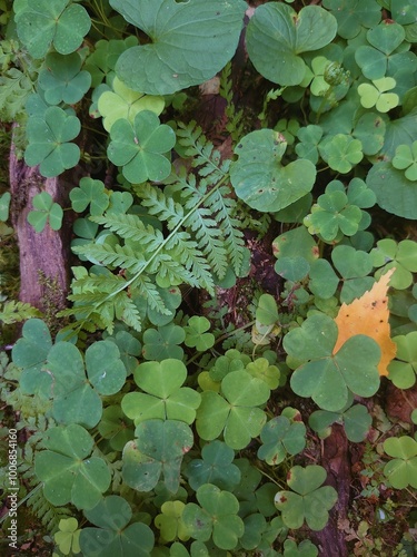 Grass in the forest. The lower forest storey. Fern leaves. European ecosystem. Wood-sorrel, Oxalis acetosella.