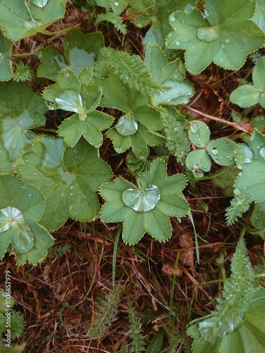 Green leaves vith water raindrops background. Alchemilla vulgaris L