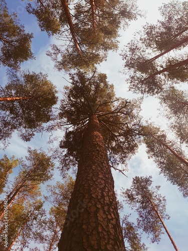 pine trees in the forest and the sky. nature and ecosystems. treetops. view from below