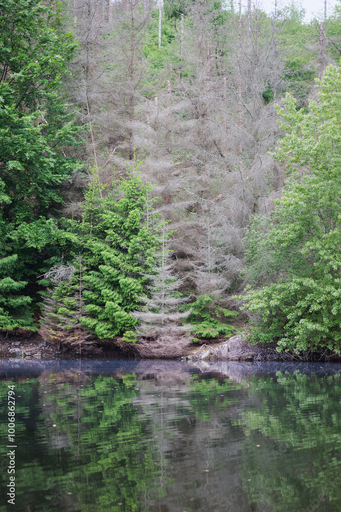 Harzer Natur am Stausee der Rappbodetalsperre Harzer Natur am Stausee der Rappbodetalsperre